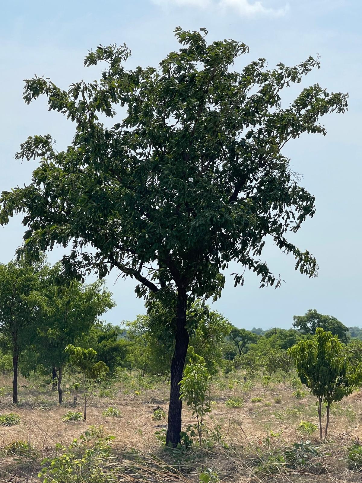 Shea Tree in Wild